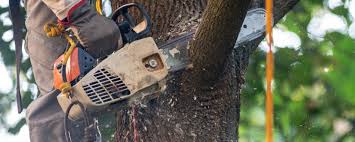 How Our Tree Care Process Works  in  Pine Bush, NY