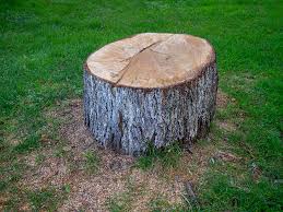 Professional Tree Care in Pine Bush, NY