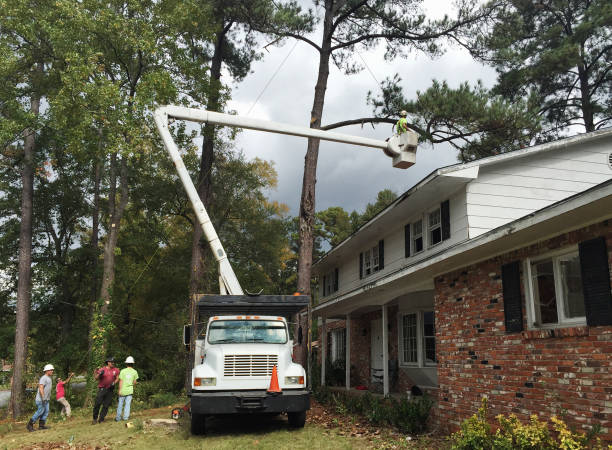 Best Root Management and Removal  in Pine Bush, NY