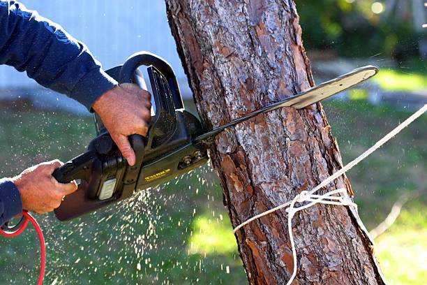 Best Commercial Tree Services  in Pine Bush, NY