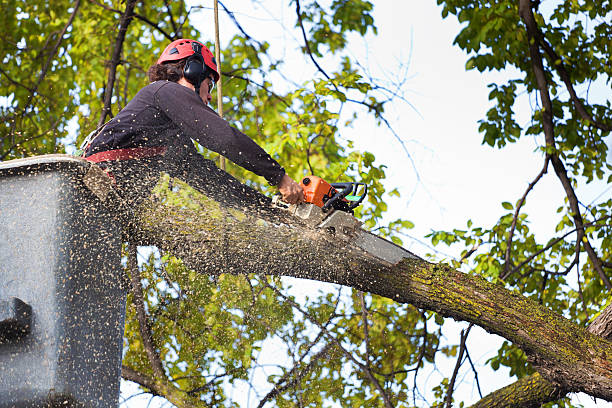 Leaf Removal in Pine Bush, NY